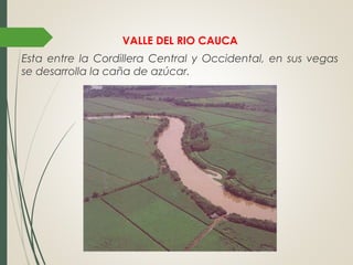 VALLE DEL RIO CAUCA
Esta entre la Cordillera Central y Occidental, en sus vegas
se desarrolla la caña de azúcar.
 