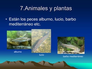 7.Animales y plantasEstán los peces alburno, lucio, barbo mediterráneo etc.alburnoluciobarbo mediterráneo