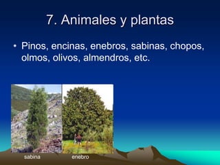 7. Animales y plantasPinos, encinas, enebros, sabinas, chopos, olmos, olivos, almendros, etc.enebrosabina