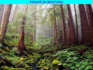 PAISAJE EN BIOSTAXIA
 