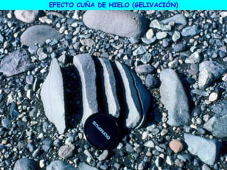 EFECTO CUÑA DE HIELO (GELIVACIÓN)
 