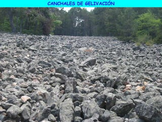 CANCHALES DE GELIVACIÓN
 
