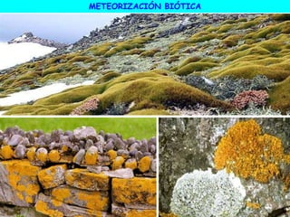 METEORIZACIÓN BIÓTICA
 