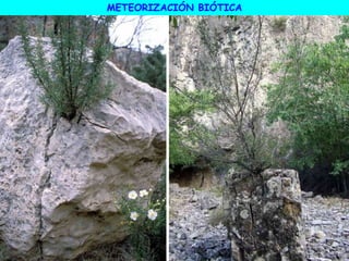 METEORIZACIÓN BIÓTICA
 