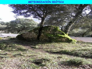 METEORIZACIÓN BIÓTICA
 