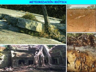 METEORIZACIÓN BIÓTICA
 