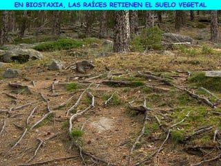 EN BIOSTAXIA, LAS RAÍCES RETIENEN EL SUELO VEGETAL
 