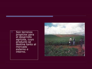  Son terrenos
propicios para
el desarrollo
agrícola, cuyo
producto se
destina tanto al
mercado
externo e
interno.
 