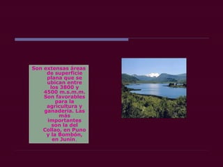 Son extensas áreas
de superficie
plana que se
ubican entre
los 3800 y
4500 m.s.m.m.
Son favorables
para la
agricultura y
ganadería. Las
más
importantes
son la del
Collao, en Puno
y la Bombón,
en Junín.
 
