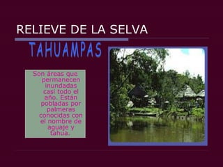 RELIEVE DE LA SELVA
Son áreas que
permanecen
inundadas
casi todo el
año. Están
pobladas por
palmeras
conocidas con
el nombre de
aguaje y
tahua.
 