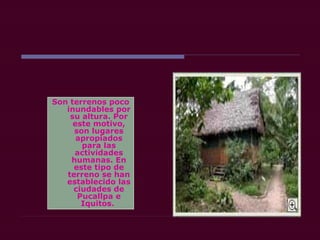 Son terrenos poco
inundables por
su altura. Por
este motivo,
son lugares
apropiados
para las
actividades
humanas. En
este tipo de
terreno se han
establecido las
ciudades de
Pucallpa e
Iquitos.
 