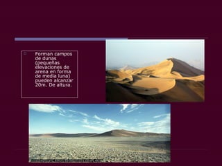  Forman campos
de dunas
(pequeñas
elevaciones de
arena en forma
de media luna)
pueden alcanzar
20m. De altura.
 