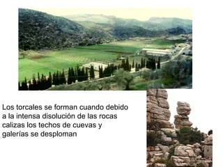Los torcales se forman cuando debido
a la intensa disolución de las rocas
calizas los techos de cuevas y
galerías se desploman
 