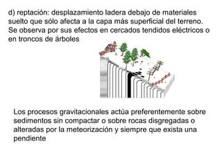d) reptación: desplazamiento ladera debajo de materiales
suelto que sólo afecta a la capa más superficial del terreno.
Se observa por sus efectos en cercados tendidos eléctricos o
en troncos de árboles
Los procesos gravitacionales actúa preferentemente sobre
sedimentos sin compactar o sobre rocas disgregadas o
alteradas por la meteorización y siempre que exista una
pendiente
 