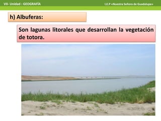 VII- Unidad : GEOGRAFÍA I.E.P «Nuestra Señora de Guadalupe» 
h) Albuferas: 
Son lagunas litorales que desarrollan la vegetación 
de totora. 
 