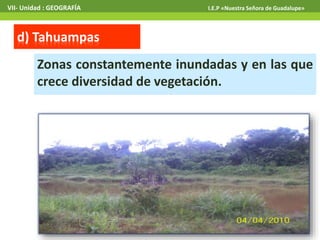 VII- Unidad : GEOGRAFÍA I.E.P «Nuestra Señora de Guadalupe» 
d) Tahuampas 
Zonas constantemente inundadas y en las que 
crece diversidad de vegetación. 
