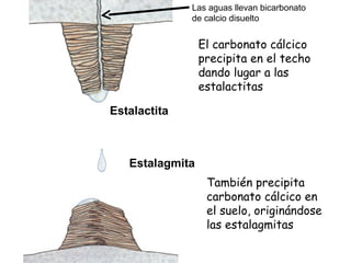Estalactita Estalagmita El carbonato cálcico precipita en el techo dando lugar a las estalactitas También precipita carbonato cálcico en el suelo, originándose las estalagmitas Las aguas llevan bicarbonato de calcio disuelto 