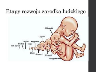 Etapy rozwoju zarodka ludzkiego
 