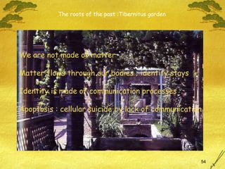 The roots of the past :Tibernitus garden We are not made of matter Matter flows through our bodies ; identity stays Identity is made of communication processes Apoptosis : cellular suicide by lack of communication 