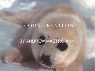GOD’S CREATION BY ANDREW MASTROIANNI 