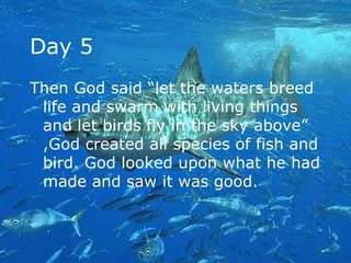 Day 5 Then God said “let the waters breed life and swarm with living things and let birds fly in the sky above” ,God created all species of fish and bird. God looked upon what he had made and saw it was good. 