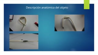 Descripción anatómica del objeto
 