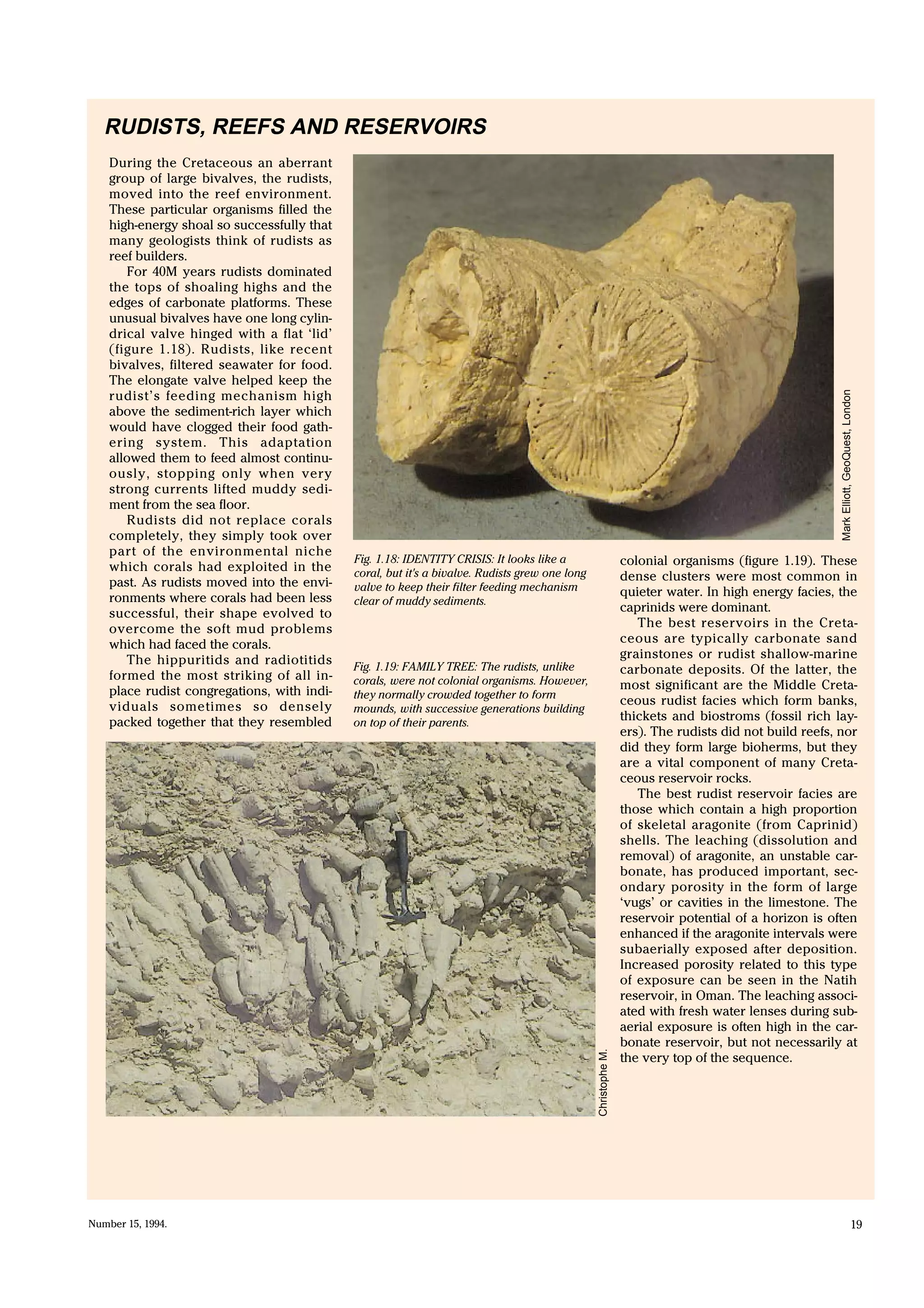 Number 15, 1994. 19
MarkElliott,GeoQuest,London
ChristopheM.
RUDISTS, REEFS AND RESERVOIRS
During the Cretaceous an aberrant
group of large bivalves, the rudists,
moved into the reef environment.
These particular organisms filled the
high-energy shoal so successfully that
many geologists think of rudists as
reef builders.
For 40M years rudists dominated
the tops of shoaling highs and the
edges of carbonate platforms. These
unusual bivalves have one long cylin-
drical valve hinged with a flat ‘lid’
(figure 1.18). Rudists, like recent
bivalves, filtered seawater for food.
The elongate valve helped keep the
rudist’s feeding mechanism high
above the sediment-rich layer which
would have clogged their food gath-
ering system. This adaptation
allowed them to feed almost continu-
ously, stopping only when very
strong currents lifted muddy sedi-
ment from the sea floor.
Rudists did not replace corals
completely, they simply took over
part of the environmental niche
which corals had exploited in the
past. As rudists moved into the envi-
ronments where corals had been less
successful, their shape evolved to
overcome the soft mud problems
which had faced the corals.
The hippuritids and radiotitids
formed the most striking of all in-
place rudist congregations, with indi-
viduals sometimes so densely
packed together that they resembled
colonial organisms (figure 1.19). These
dense clusters were most common in
quieter water. In high energy facies, the
caprinids were dominant.
The best reservoirs in the Creta-
ceous are typically carbonate sand
grainstones or rudist shallow-marine
carbonate deposits. Of the latter, the
most significant are the Middle Creta-
ceous rudist facies which form banks,
thickets and biostroms (fossil rich lay-
ers). The rudists did not build reefs, nor
did they form large bioherms, but they
are a vital component of many Creta-
ceous reservoir rocks.
The best rudist reservoir facies are
those which contain a high proportion
of skeletal aragonite (from Caprinid)
shells. The leaching (dissolution and
removal) of aragonite, an unstable car-
bonate, has produced important, sec-
ondary porosity in the form of large
‘vugs’ or cavities in the limestone. The
reservoir potential of a horizon is often
enhanced if the aragonite intervals were
subaerially exposed after deposition.
Increased porosity related to this type
of exposure can be seen in the Natih
reservoir, in Oman. The leaching associ-
ated with fresh water lenses during sub-
aerial exposure is often high in the car-
bonate reservoir, but not necessarily at
the very top of the sequence.
Fig. 1.18: IDENTITY CRISIS: It looks like a
coral, but it's a bivalve. Rudists grew one long
valve to keep their filter feeding mechanism
clear of muddy sediments.
Fig. 1.19: FAMILY TREE: The rudists, unlike
corals, were not colonial organisms. However,
they normally crowded together to form
mounds, with successive generations building
on top of their parents.
 