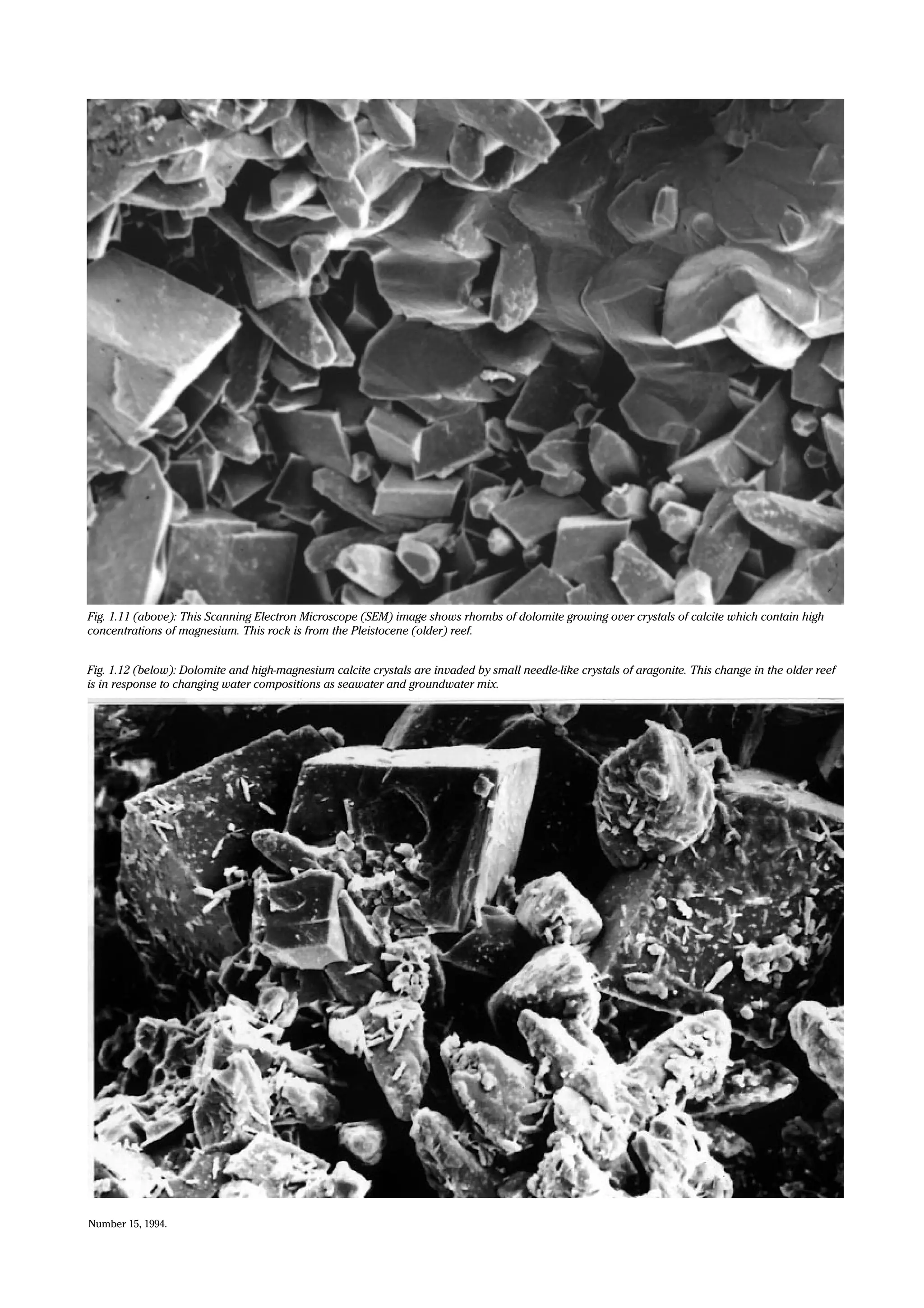 Number 15, 1994.
Fig. 1.11 (above): This Scanning Electron Microscope (SEM) image shows rhombs of dolomite growing over crystals of calcite which contain high
concentrations of magnesium. This rock is from the Pleistocene (older) reef.
Fig. 1.12 (below): Dolomite and high-magnesium calcite crystals are invaded by small needle-like crystals of aragonite. This change in the older reef
is in response to changing water compositions as seawater and groundwater mix.
 