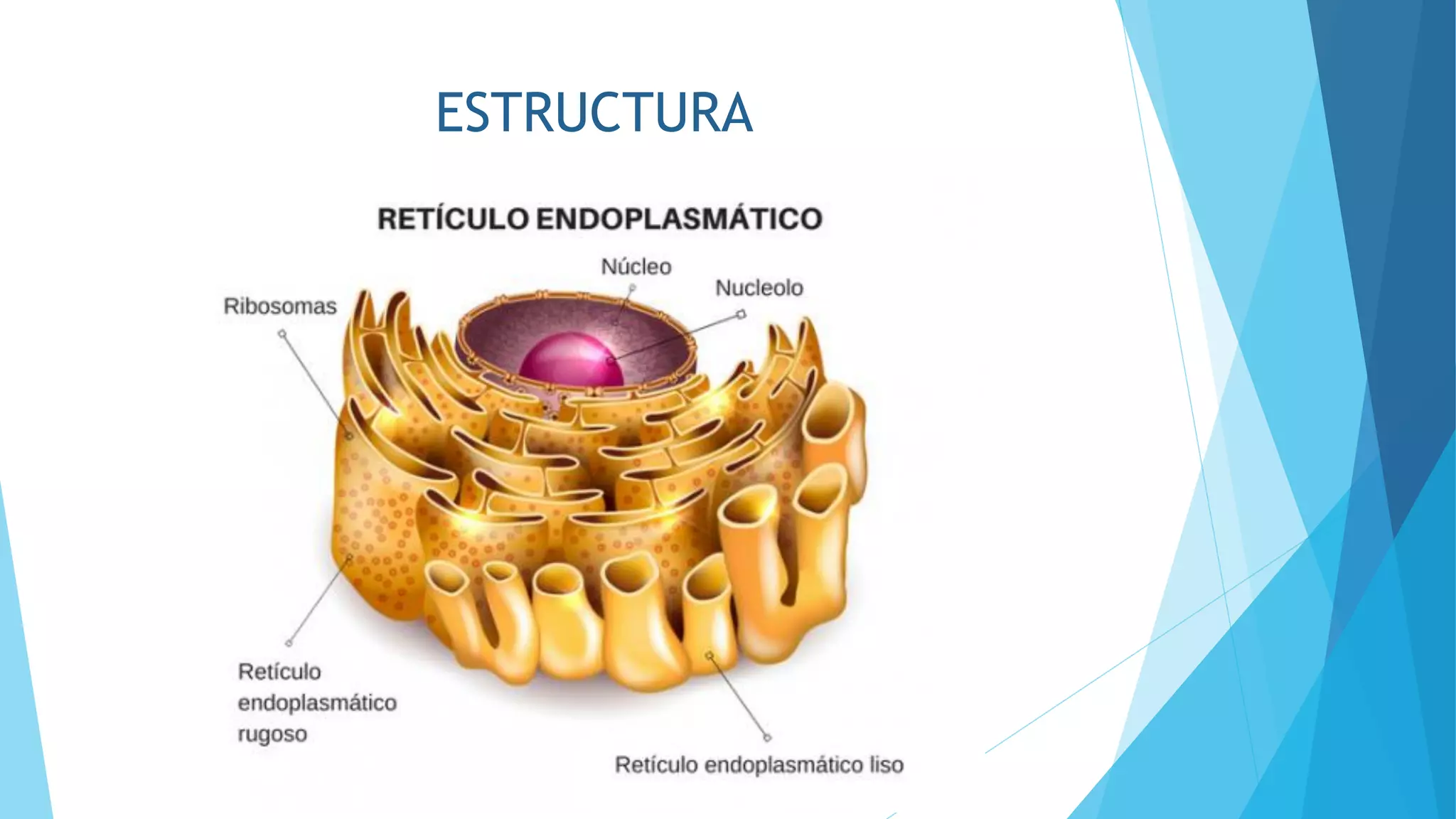 Rerr Rel, rer y aparato de golgi | PDF