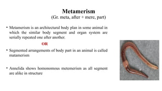 Metameric Body phylums description and characteristics. | PPTX