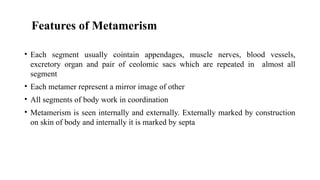 Metameric Body phylums description and characteristics. | PPTX
