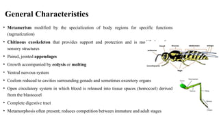 Metameric Body phylums description and characteristics. | PPTX