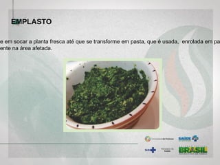 EMPLASTO
te em socar a planta fresca até que se transforme em pasta, que é usada, enrolada em pa
mente na área afetada.
 