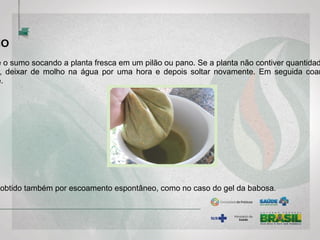 MO
e o sumo socando a planta fresca em um pilão ou pano. Se a planta não contiver quantidad
, deixar de molho na água por uma hora e depois soltar novamente. Em seguida coar
e.
obtido também por escoamento espontâneo, como no caso do gel da babosa.
 