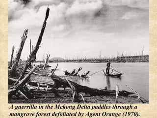 A guerrilla in the Mekong Delta paddles through a mangrove forest defoliated by Agent Orange (1970). 