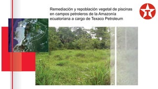 Remediación y repoblación vegetal de piscinas
en campos petroleros de la Amazonía
ecuatoriana a cargo de Texaco Petroleum
 