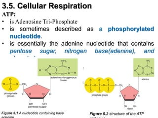 Remedial biology (1-5).pptx