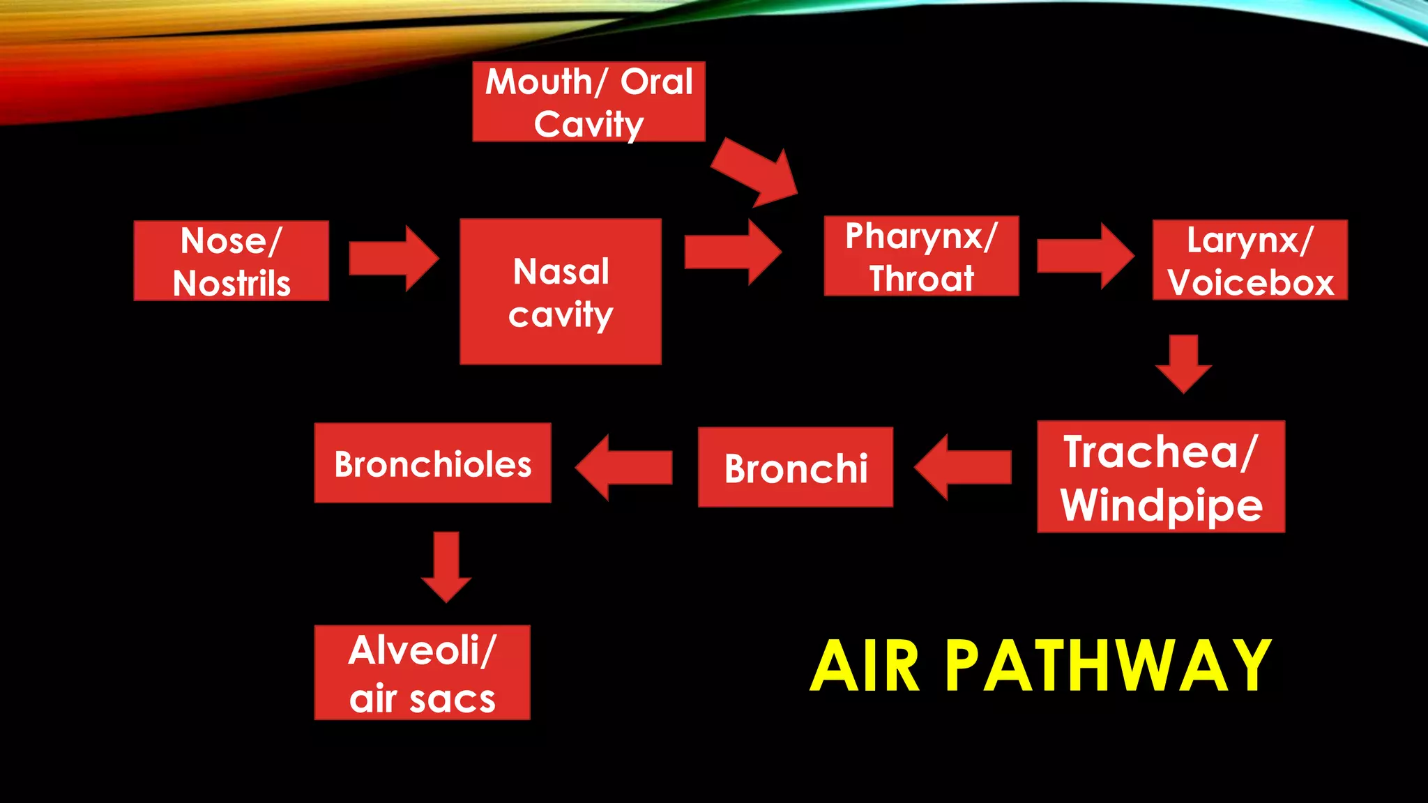 AIR PATHWAY
Nose/
Nostrils Nasal
cavity
Pharynx/
Throat
Trachea/
Windpipe
BronchiBronchioles
Alveoli/
air sacs
Mouth/ Oral
Cavity
Larynx/
Voicebox
 