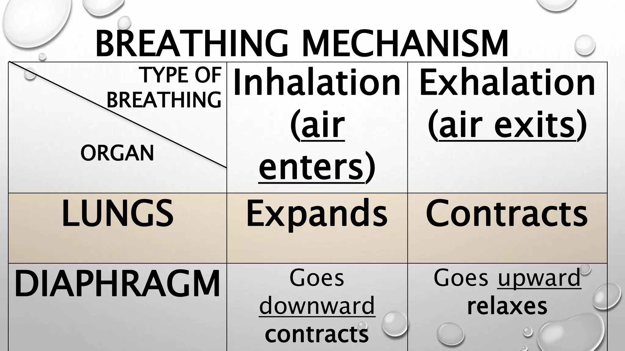 BREATHING MECHANISM
TYPE OF
BREATHING
ORGAN
Inhalation
(air
enters)
Exhalation
(air exits)
LUNGS Expands Contracts
DIAPHRAGM Goes
downward
contracts
Goes upward
relaxes
 