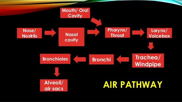 Respiratory System- Important Points