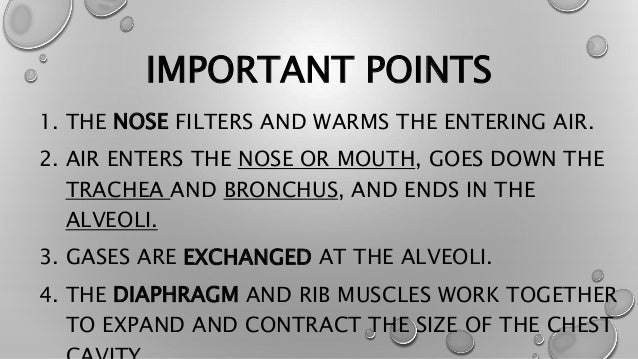 Respiratory System- Important Points