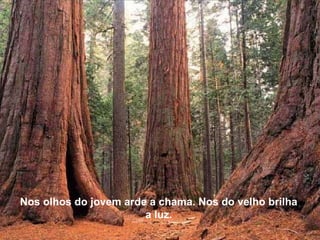 Nos olhos do jovem arde a chama. Nos do velho brilha a luz. 