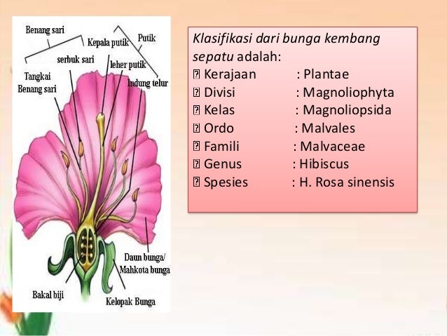 Ppt Bunga Kembang Sepatu