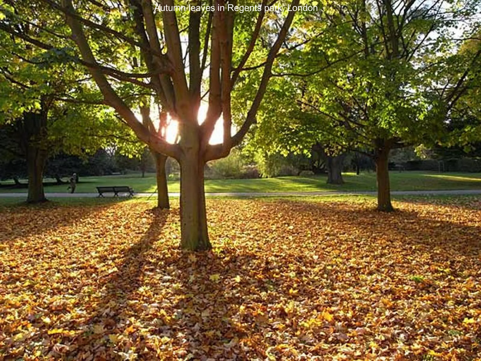 Autumn leaves in Regents park, London