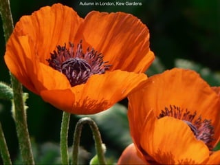 Autumn in London, Kew Gardens 