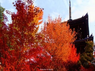 Autumn in Kyoto 