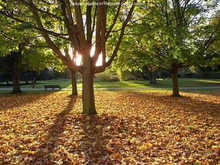 Autumn leaves in Regents park, London 