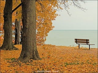 Autumn's Beauty, Ontario 