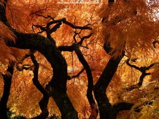 Japanese Maple Autumn Colors  