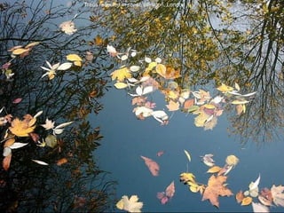 Trees reflected in canal, Islington, London 